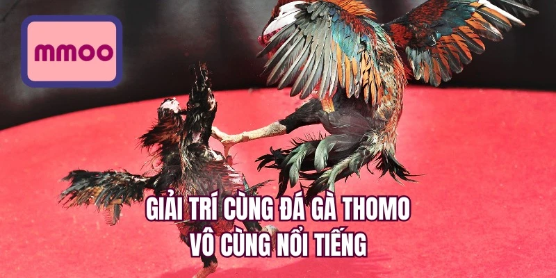 Giải trí cùng đá gà thomo vô cùng nổi tiếng